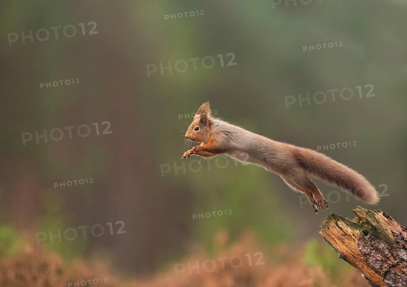 Eurasian red squirrel