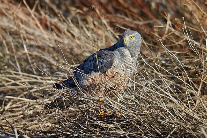 Cinereous Harrier