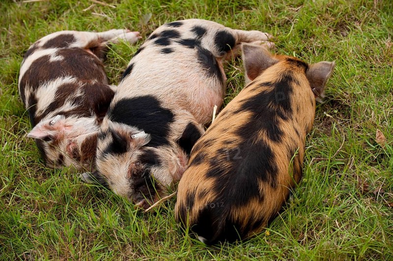 Domestic pig