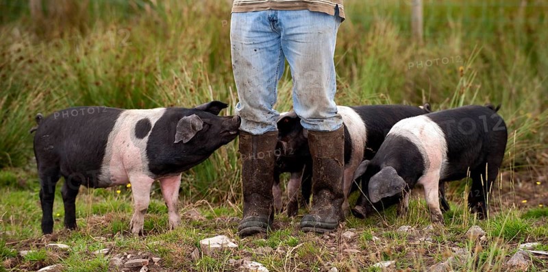 Domestic pig