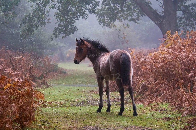 New Forest pony