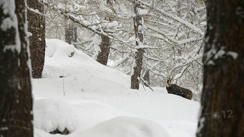Chamois
