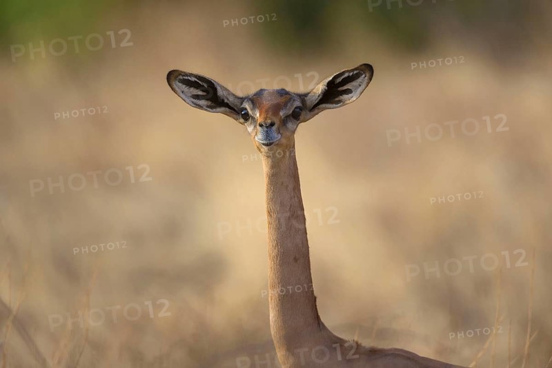 Gerenuk