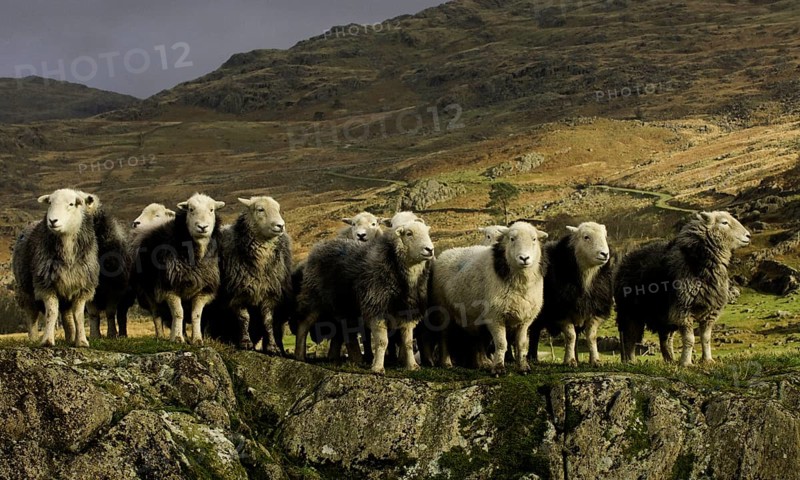 Domestic Sheep
