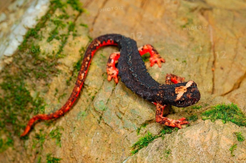 Northern Spectacled Salamander