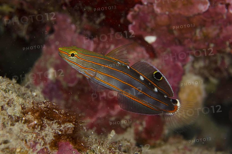 Old-world goby