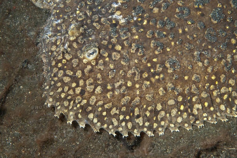 Peacock sole