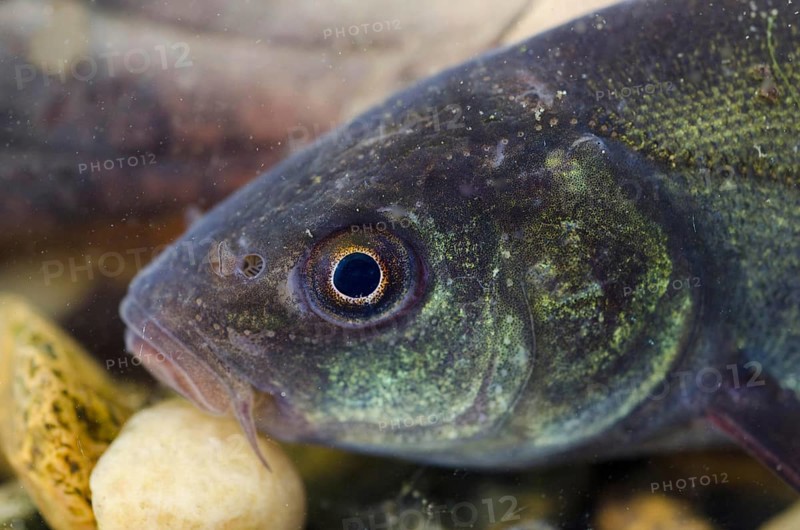 Tench