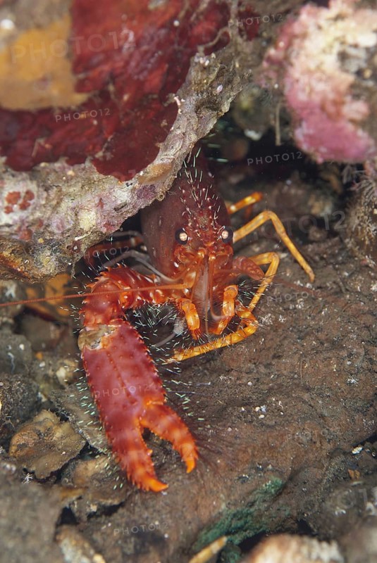 Adult red reef lobster
