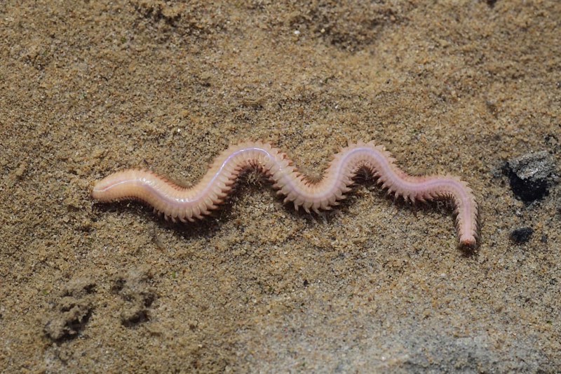 White Ragworm