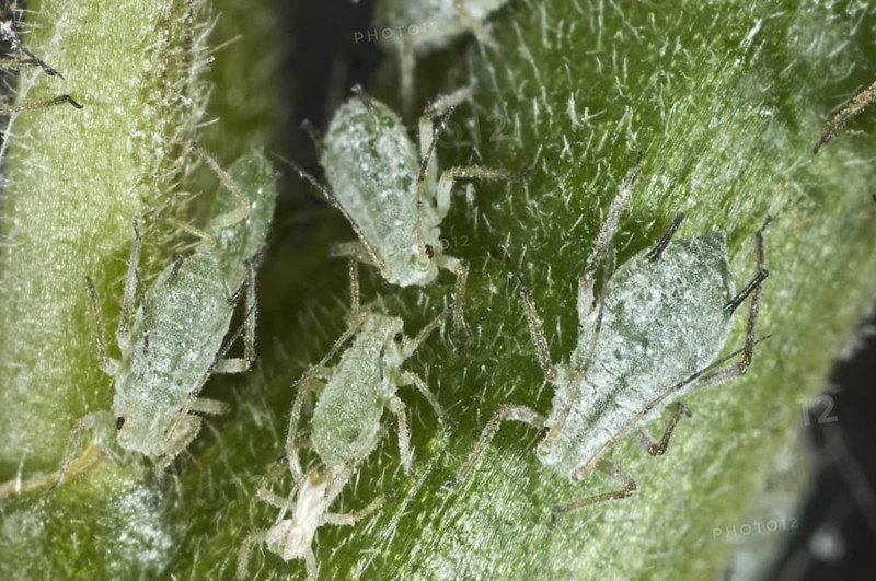 Lupine aphid