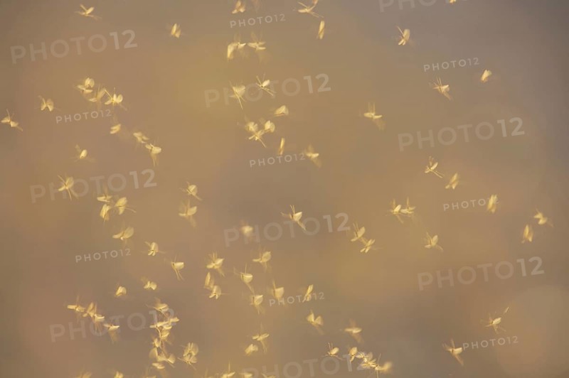 Mayfly
