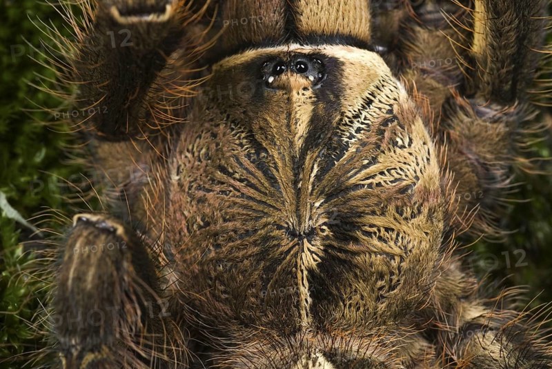 Fringed Ornamental