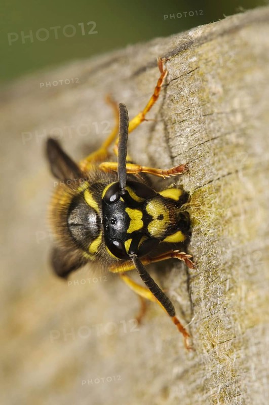 German Wasp