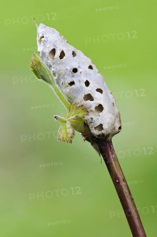 Bramble Stem Gall Wasp