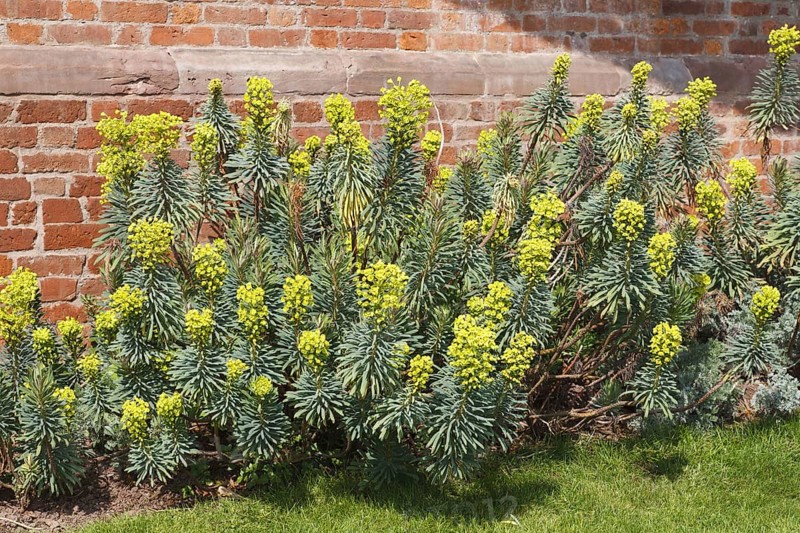 Large mediterranean spurge