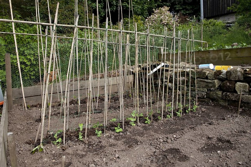 Runner Bean