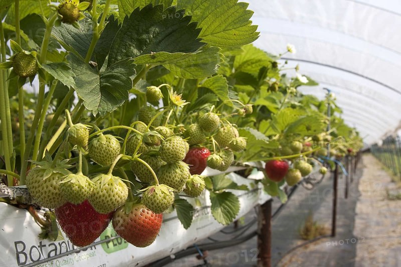 Strawberry plant