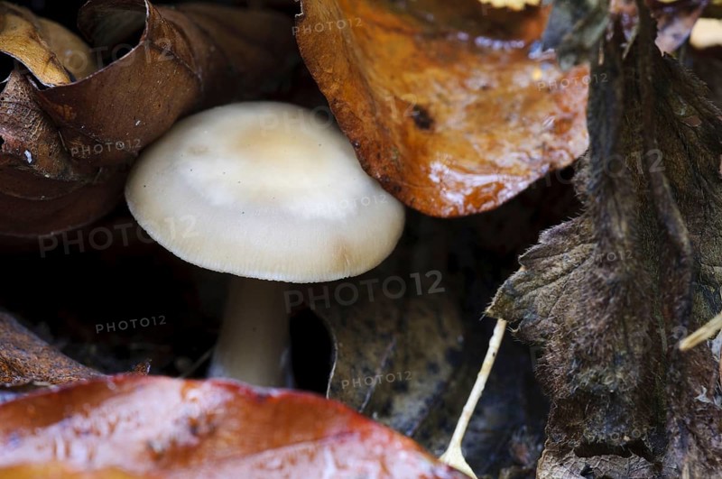 Butter buttery collybia
