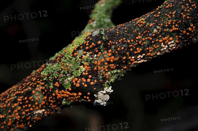 Coral Spot Fungus