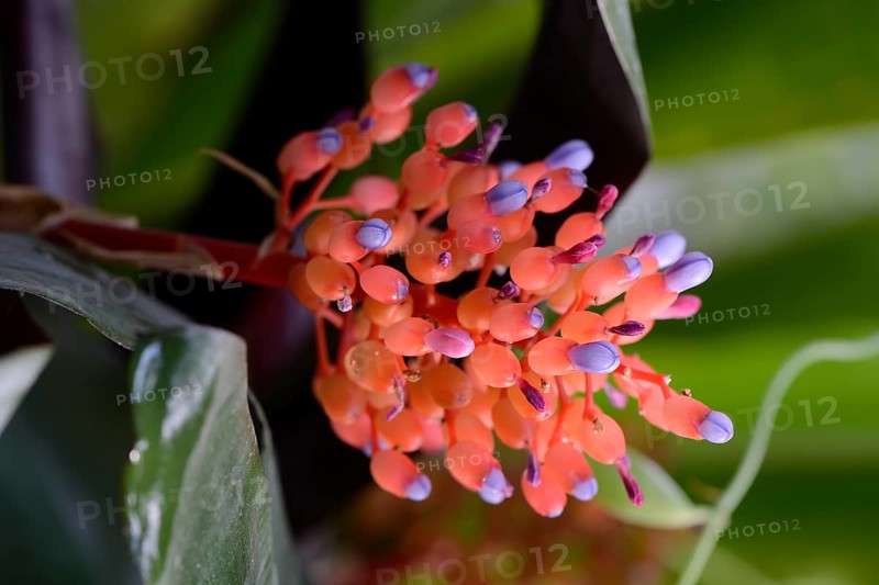 Flower of Aechmea miniata
