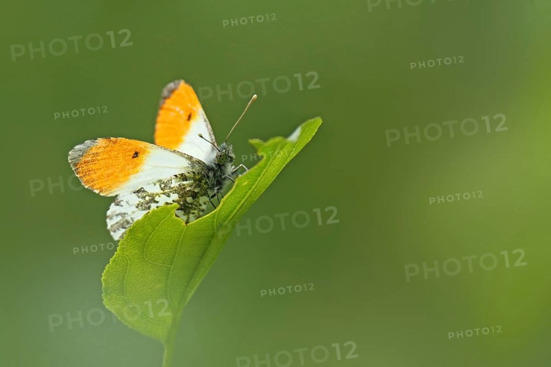 Aurora butterfly