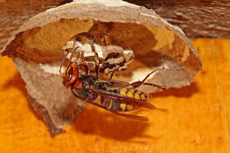 Hornet