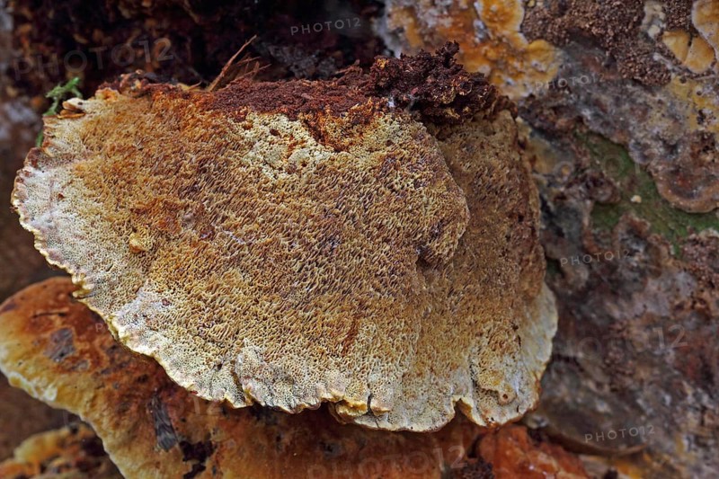 Oak schillerporling