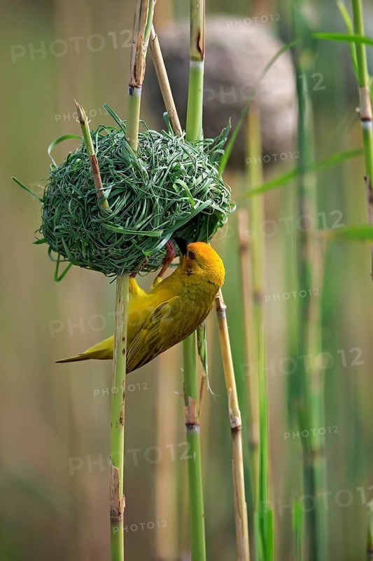 Yellow-bellied weaver