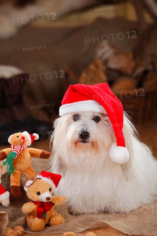 Coton de Tulear