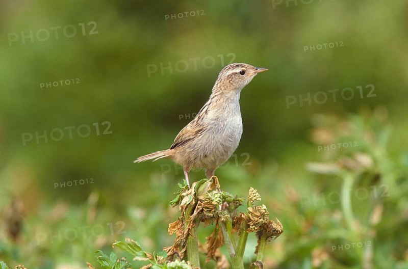 Grass wren