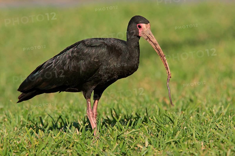 Bare-faced Ibis