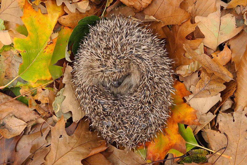 European Hedgehog