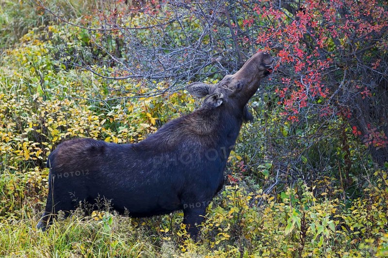 American elk