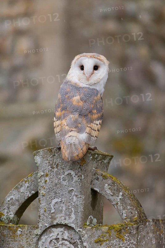 Common barn owl
