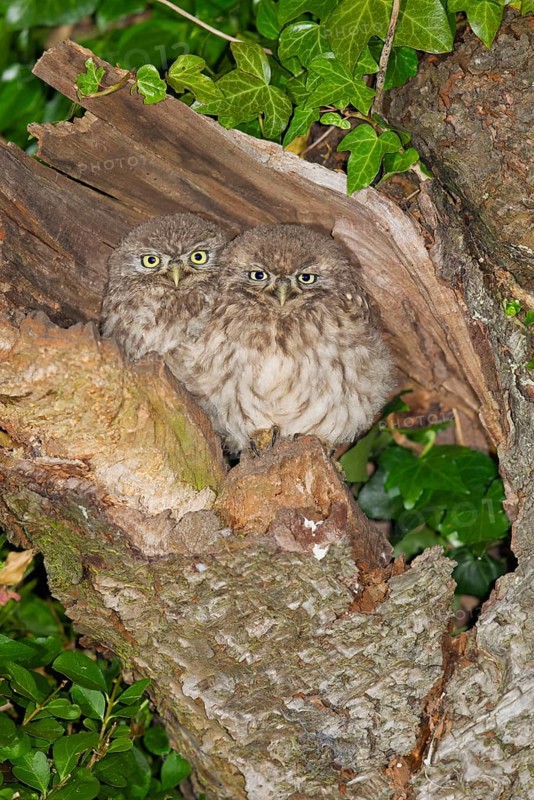 Little Owl
