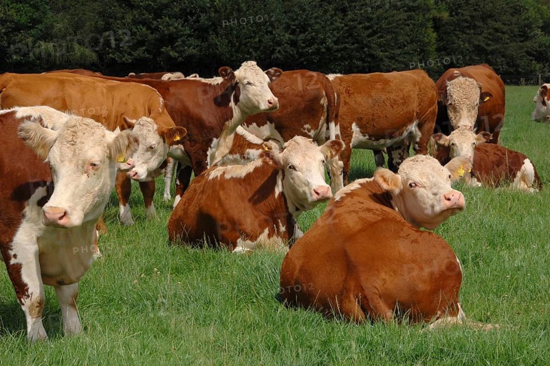 Domestic cattle
