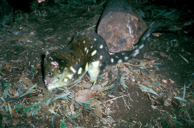 Giant marsupial