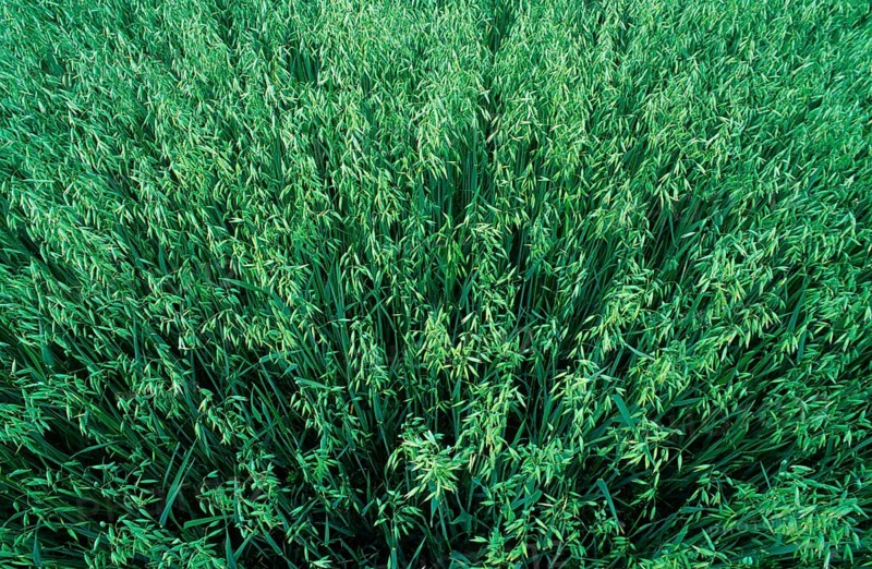 Harvest of common oat