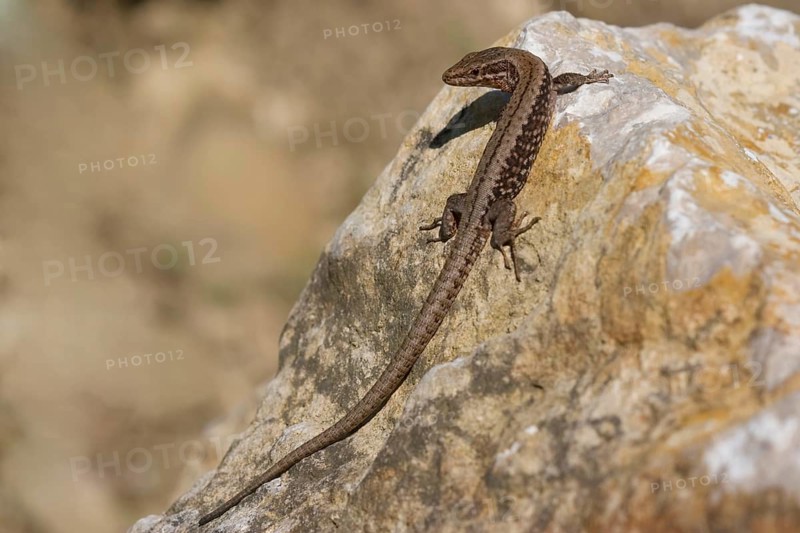 Iberian rock lizard