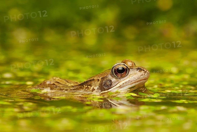 Common Frog