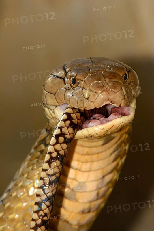 King Cobra