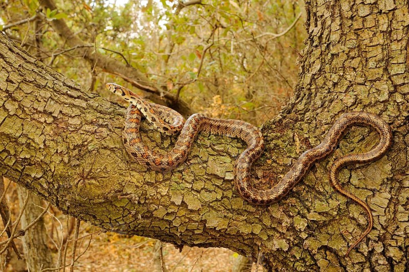 Coluber leopardinensis