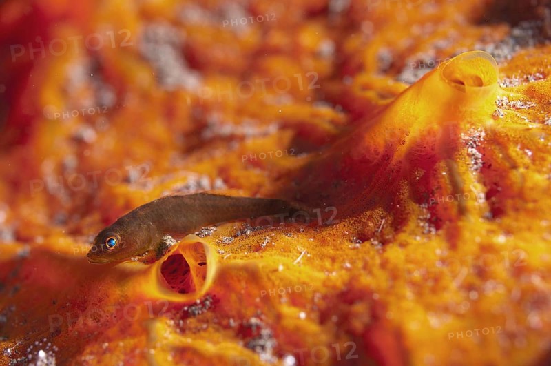 Sponge goby