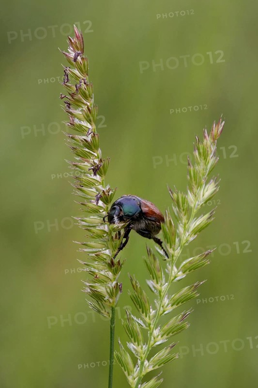 Garden Chafer