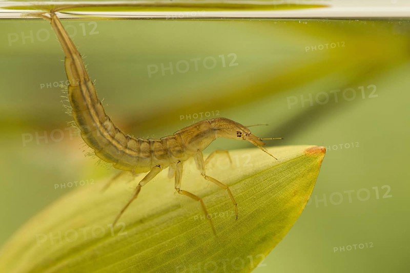 Great diving beetle