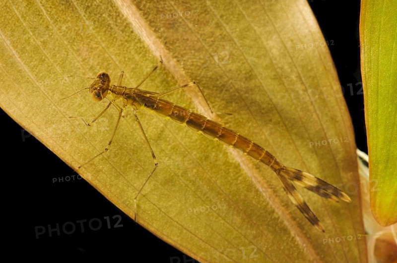 Emerald damselfly