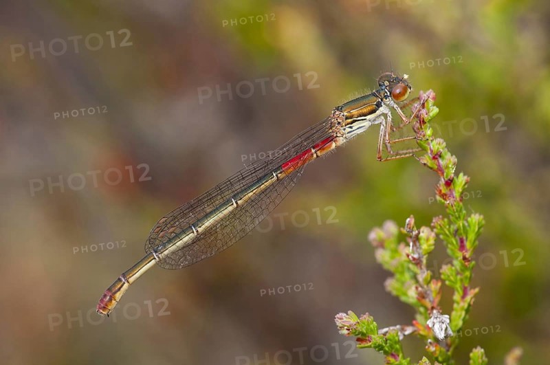Scarlet damselfly