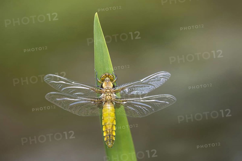Broad-bodied Chaser