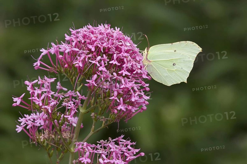 Adult brimstone
